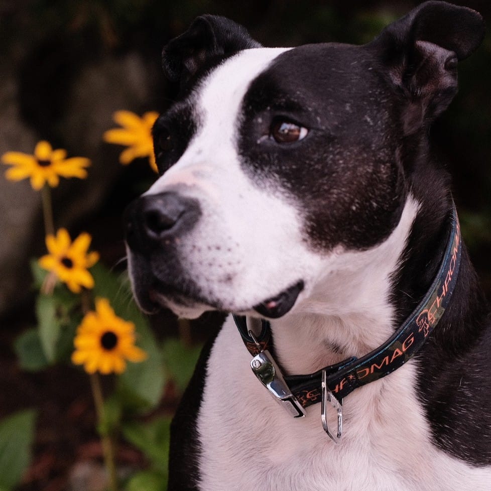 Chromag Bikes Mountain Bike Dog Collar 